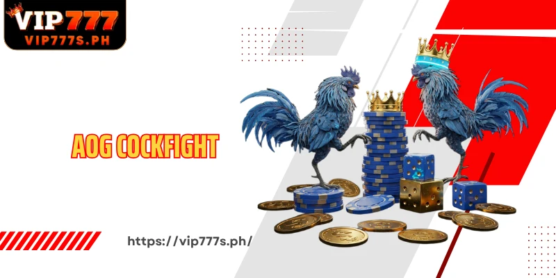 AOG Cockfight Real-Time Cockfighting Hall Full of Drama and Transparency