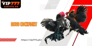 DS88 Cockfight The Ultimate Online Cockfighting Hall For Elite Players