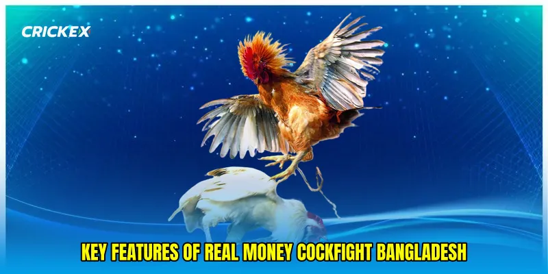 Key Features of Real money cockfight Bangladesh