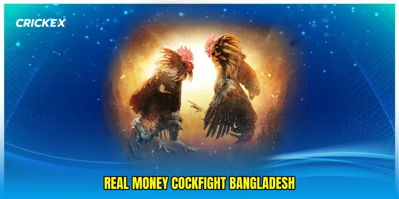 Real money cockfight Bangladesh